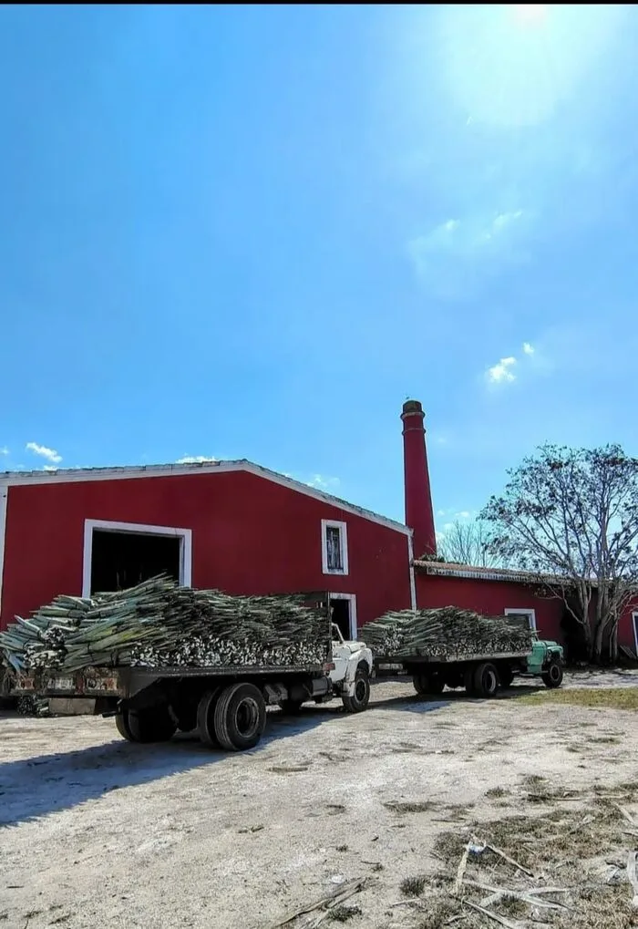 Camiones cargando henequén en Hacienda San Eduardo